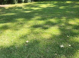 Jackie P.'s grass maintenance service result