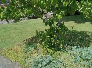 Ed C.'s turf care service result