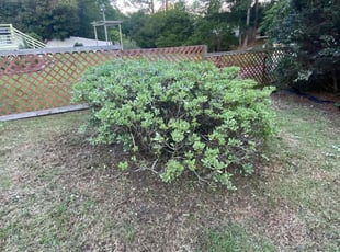 Betty M.'s Bush Trimming service result