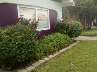 Matt L.'s Bush Trimming service result