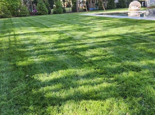 Chandra G.'s lawn care service result