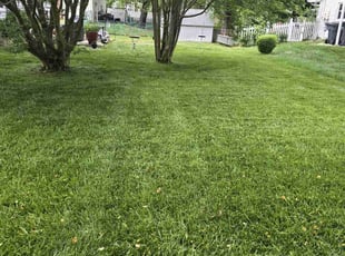 Andre W.'s turf care service result