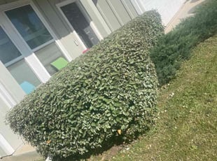 Kevin R.'s Bush Trimming service result