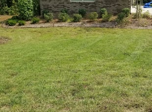 Patricia W.'s Bush Trimming service result