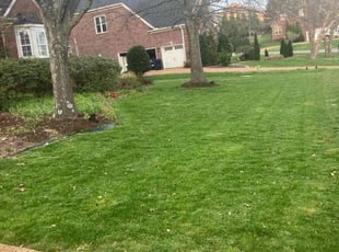 Tammy T.'s turf care service result