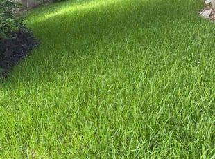 Jaclyn H.'s lawn care services service result