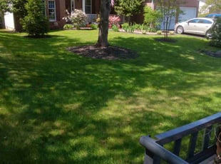 Sue M.'s grass cutting service result