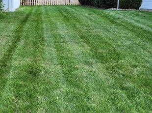 Evelyn K.'s grass maintenance service result