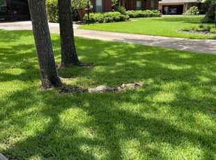 Jessica B.'s turf care service result