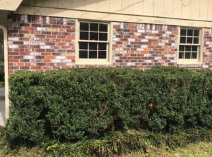 Tom O.'s Bush Trimming service result