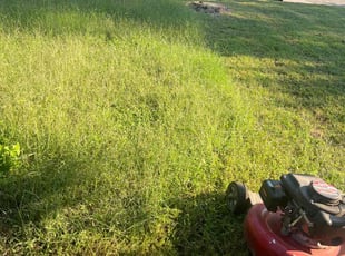 Fernando D.'s lawn maintenance service result