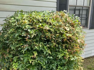 Mike S.'s Bush Trimming service result