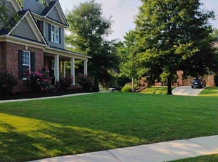 Amit D.'s grass cutting service result