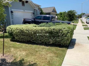 Raymond C.'s Bush Trimming service result