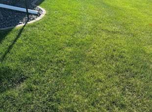 Sue M.'s lawn care services service result