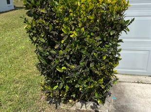 Rebecca A.'s Bush Trimming service result