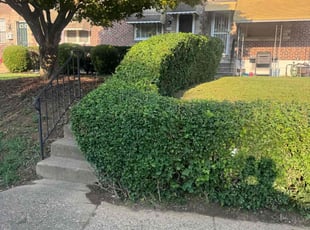 Shaunte n.'s Bush Trimming service result