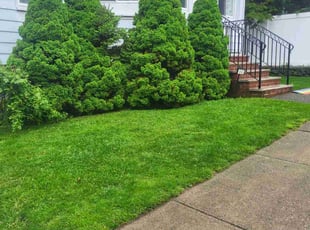 Debora H.'s lawn care service result