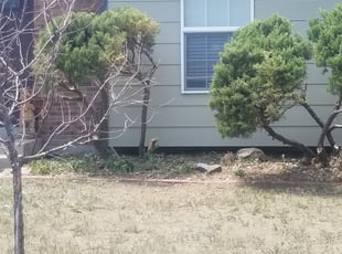 Emmett W.'s Bush Trimming service result