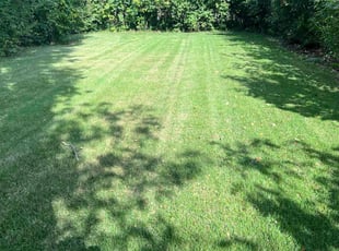 Anitra A.'s lawn care service result