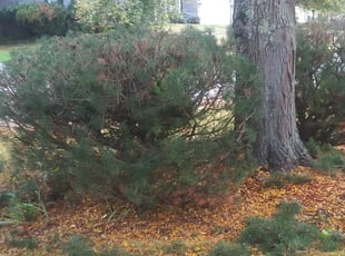 Chesnee G.'s Bush Trimming service result