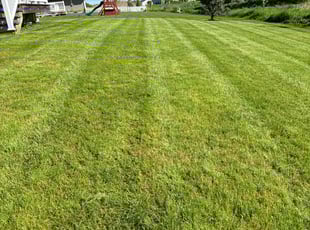 Tami S.'s turf maintenance service result