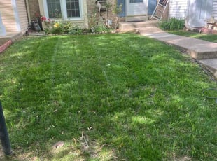 Mary A.'s grass maintenance service result