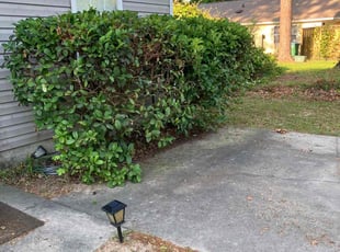 David M.'s Bush Trimming service result