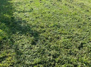 Ben A.'s lawn care services service result