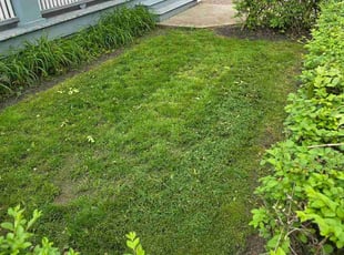 Kearon T.'s grass maintenance service result