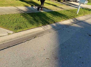 Michelle J.'s grass cutting service result