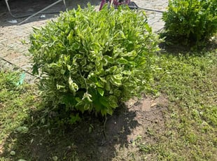 Pelagia L.'s Bush Trimming service result