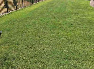 Tinisha B.'s grass maintenance service result