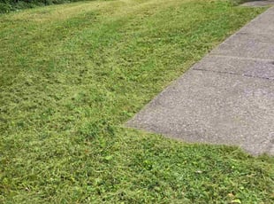 Erica M.'s turf maintenance service result