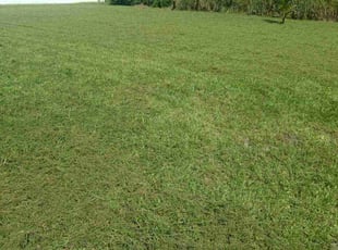 Cindi D.'s turf maintenance service result