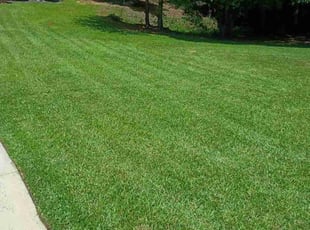 Lucas A.'s lawn care services service result
