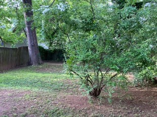 Vickie C.'s Bush Trimming service result