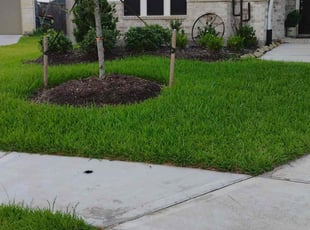 Jane B.'s turf care service result