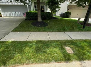 Chelsea M.'s turf care service result