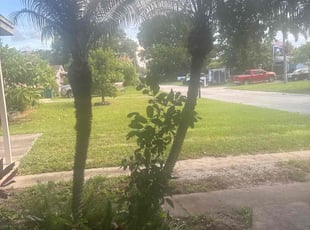 Charlotte F.'s Tree Trimming service result