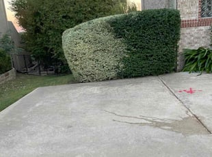 Connie C.'s Bush Trimming service result