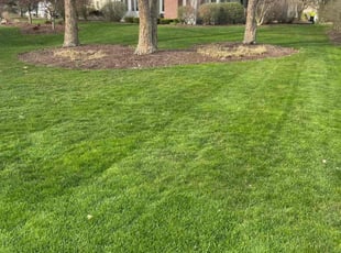 Daniela A.'s Leaf Removal service result