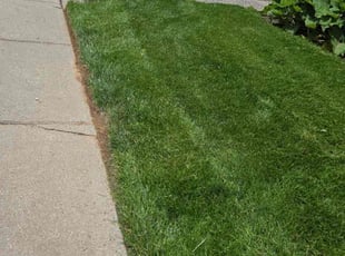 Sharon B.'s lawn care service result