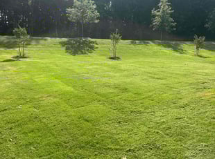 Ken P.'s lawn service service result
