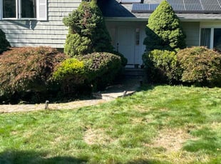 Beverly G.'s Bush Trimming service result