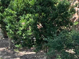 Dennis G.'s Bush Trimming service result