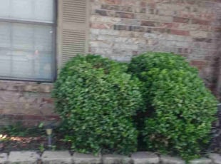 Torris F.'s Bush Trimming service result
