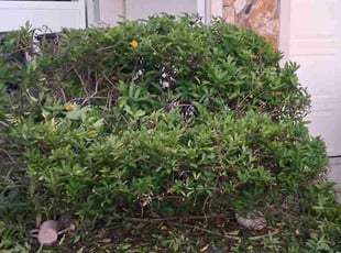 Tuesday W.'s lawn care service result