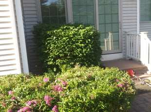 Hannah C.'s Bush Trimming service result