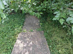 Glenda S.'s Leaf Removal service result